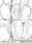 papaya Kurasa Za Kupaka Rangi Zinazoweza Kuchapishwa